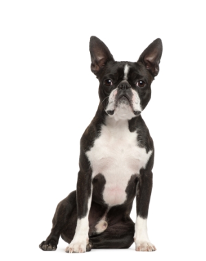 Breed Boston Terrier Breed Boston Terrier