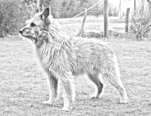 Breed Bouvier des Ardennes Breed Bouvier des Ardennes