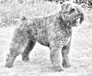 Breed Bouvier des Flandres Breed Bouvier des Flandres