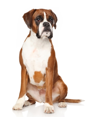 Breed Boxer