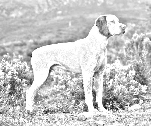 Breed Braque du Bourbonnais Breed Braque du Bourbonnais