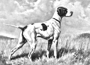 Breed Braque du Puy Breed Braque du Puy