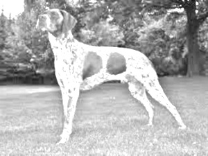 Breed Braque Francais Breed Braque Francais