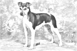 Breed Brazilian Terrier Breed Brazilian Terrier