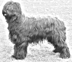 Breed Briard Breed Briard