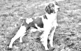 Breed Brittany