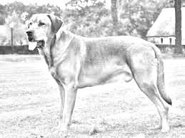 Breed Broholmer Breed Broholmer
