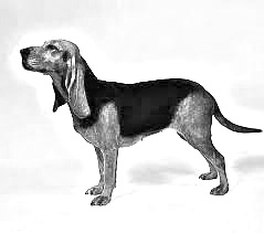 Breed Bruno Jura Hound Breed Bruno Jura Hound