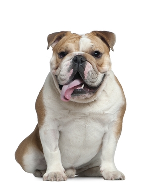 Breed Bulldog