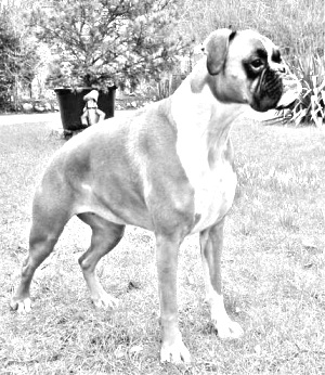 Breed Bullenbeisser Breed Bullenbeisser