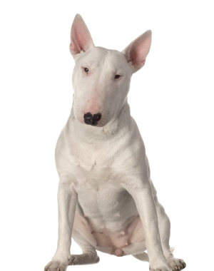 Breed Bull Terrier Breed Bull Terrier