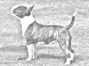 Breed Bull Terrier (Miniature) Breed Bull Terrier (Miniature)