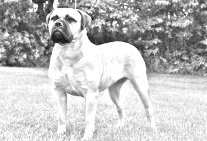 Breed Bully Kutta Breed Bully Kutta