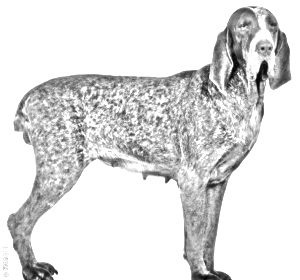 Breed Burgos Pointer Breed Burgos Pointer