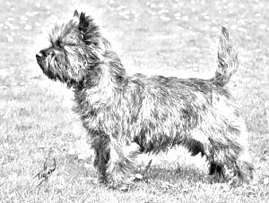 Breed Cairn Terrier Breed Cairn Terrier