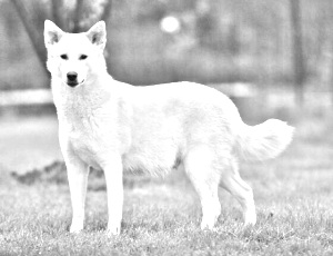 Breed Canaan Dog Breed Canaan Dog