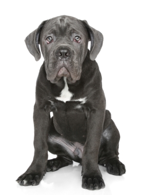 Breed Cane Corso Breed Cane Corso