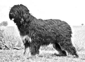 Breed Cao da Serra de Aires Breed Cao da Serra de Aires