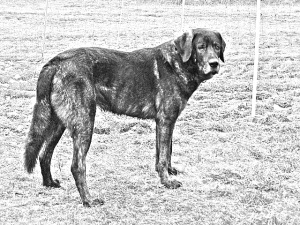 Breed Cao de Castro Laboreiro Breed Cao de Castro Laboreiro