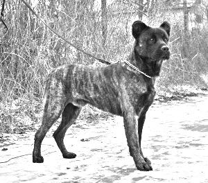 Breed Cao Fila de Sao Miguel Breed Cao Fila de Sao Miguel