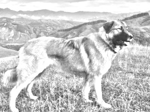 Breed Carpathian Shepherd Dog Breed Carpathian Shepherd Dog