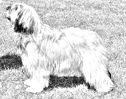 Breed Catalan Sheepdog Breed Catalan Sheepdog
