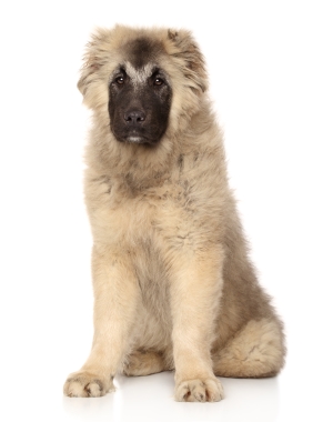 Breed Caucasian Shepherd Dog