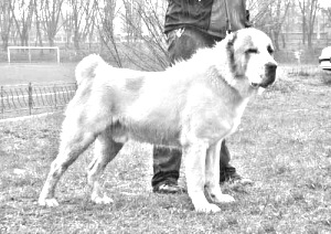 Breed Central Asian Shepherd Dog