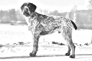 Breed Cesky Fousek Breed Cesky Fousek