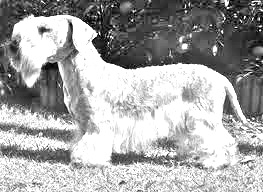 Breed Cesky Terrier Breed Cesky Terrier
