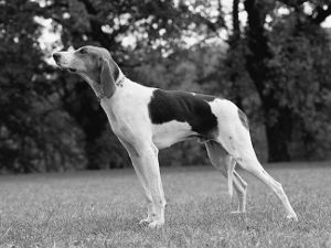 Breed Chien Francais Tricolore Breed Chien Francais Tricolore