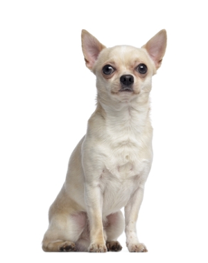 Breed Chihuahua