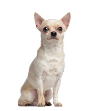 Breed Chihuahua