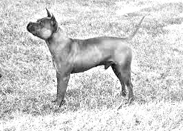 Breed Chinese Chongqing Dog Breed Chinese Chongqing Dog
