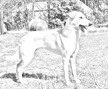 Breed Chinook Breed Chinook