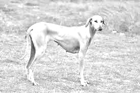Breed Chippiparai Breed Chippiparai