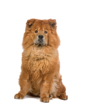 Breed Chow Chow