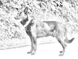 Breed Cierny Sery Breed Cierny Sery