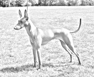 Breed Cirneco dell'Etna Breed Cirneco dell'Etna
