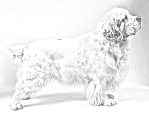 Breed Clumber Spaniel Breed Clumber Spaniel