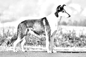 Breed Collie, Smooth Breed Collie, Smooth