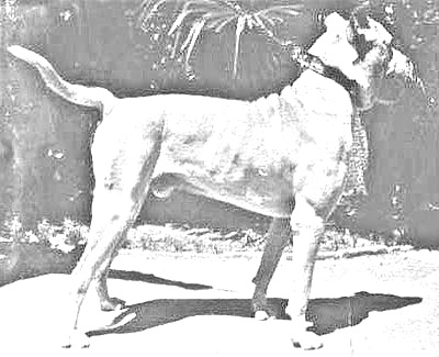Breed Cordoba Fighting Dog Breed Cordoba Fighting Dog