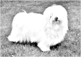 Breed Coton de Tulear Breed Coton de Tulear