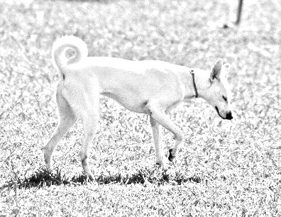 Breed Cretan Hound Breed Cretan Hound