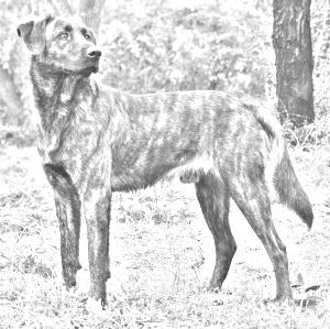 Breed Cursinu Breed Cursinu