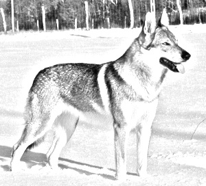 Breed Czechoslovak Wolfdog
