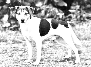 Breed Danish Swedish Farmdog Breed Danish Swedish Farmdog