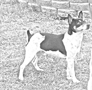 Breed Decker Rat Terrier Breed Decker Rat Terrier
