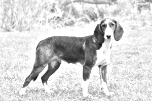 Breed Deutsche Bracke Breed Deutsche Bracke