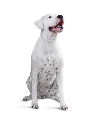 Dogo Argentino